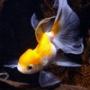 Фотография gold_fish