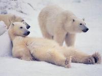19012523_Polar__bears_1_1_.jpg