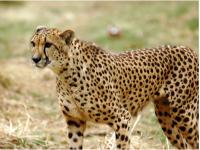 cheetah.jpg