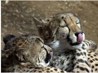 cheetah2.jpg
