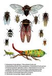 275px_Cicada_species.jpg