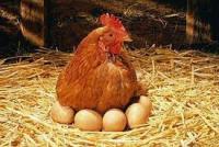 Курица с яйцами  001.jpg