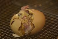 Цыпленок вылупляется из яйца  001.jpg