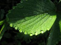 IMG_2237_1.JPG