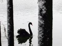 black_swan_getty.jpg