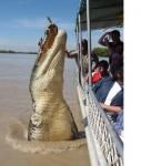 Brutus, the 5.5 meter crocodile.JPG