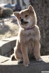 kinopoisk_ru_Hachiko_3A_A_Dog_27s_Story_1047803.jpg